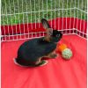 Prevue Pet Products Grassy Nibblers Squash